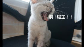 猫咪贴纸测试智商