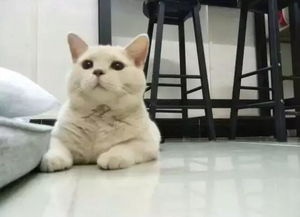 网友花1000元买小蓝猫,六个月后猫咪褪色,变成大橘猫养不起 