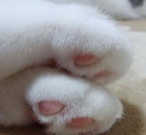养着这样一只白白的小猫仔,粉粉的肉垫垫,萌爪爪,度过余生 