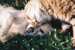 梦见一只猫和一只狗是什么意思梦到一只猫和一只狗好不好(梦见好多猫和一只狗)