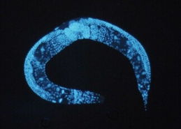 寿命可以被预测 蠕虫实验破解生命密码 