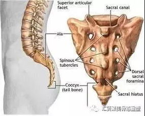 骨态重塑 脊椎不好全身遭罪脊柱侧弯 富贵包 大椎包 