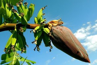 关于香蕉树的诗句