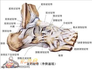 脚踝内侧韧带断裂图片 搜狗图片搜索