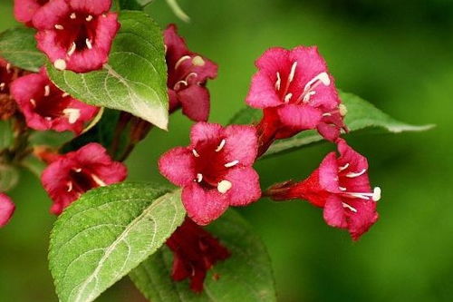 一养 锦带花 就烂根 盆里埋点 黄渣 ,根系旺 花芽钻,开爆