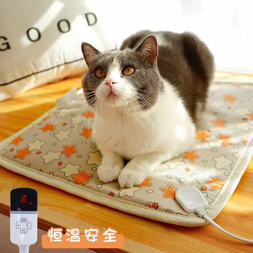 冬天怎样给猫咪保暖 为什么一入冬流浪猫就消失了