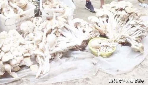 云南村民捡到312斤巨型野生菌 云南捡野生菌视频
