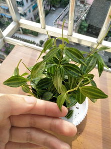 peperomia是什么绿植,请问这是什么植物
