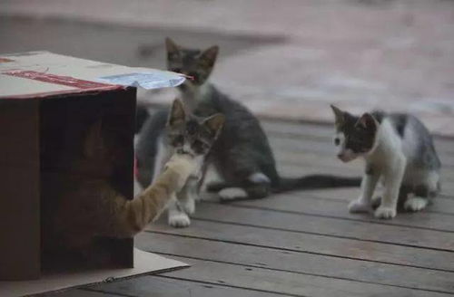猫咪钻进快递盒被寄走,淡定玩了一圈,又回到家
