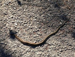 今天早上看见蛇了 是什么兆头 