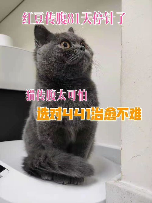 猫441是什么药-第3张图片