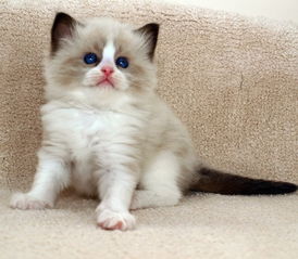 布偶猫能长多大