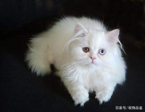 异瞳白猫并不罕见,是正常的生理现象,异瞳白猫是什么品种