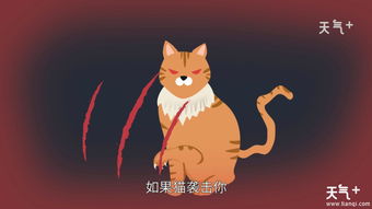 梦见猫