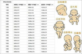 怎么算胎儿体重胎头双顶径约8.7股骨长6.9