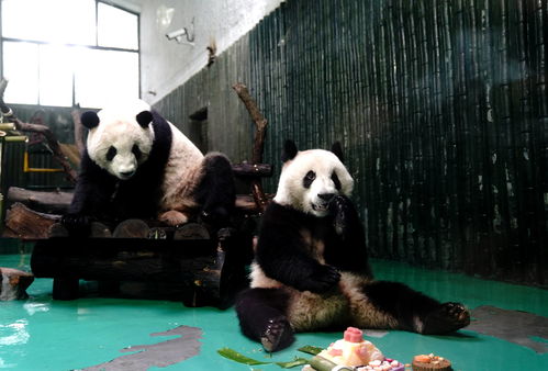 上海动物园 给大熊猫过生日