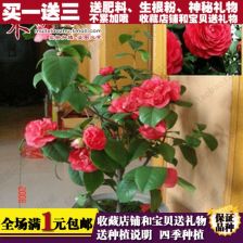 院子里为什么不能种茶花树(院里能不能种茶花)