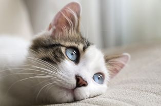 猫眼中的世界,猫眼中的世界是什么颜色的