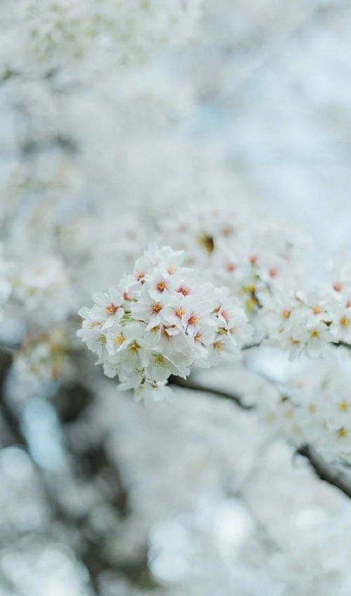 花儿文案励志  阳光花儿文案？