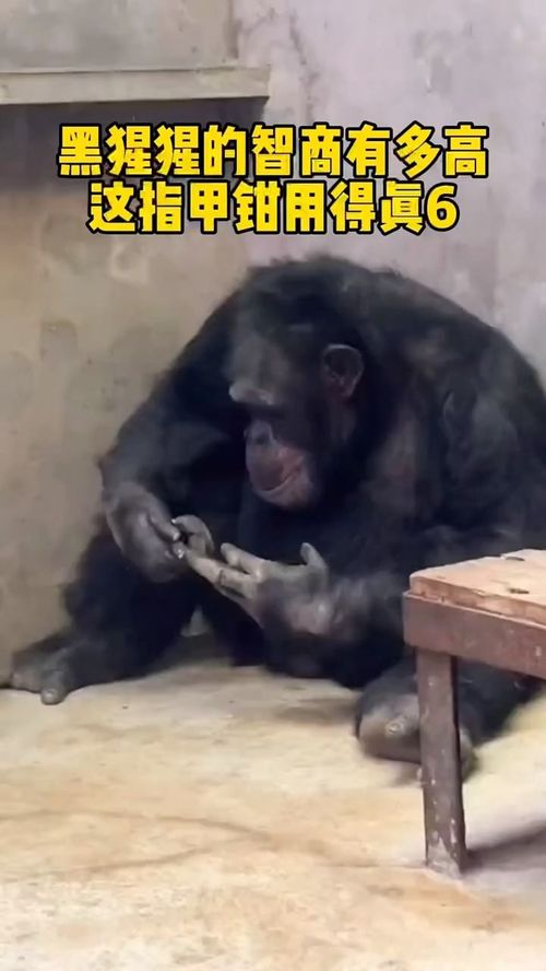 黑猩猩的智商有多高,这指甲剪用得真6 萌宠 沙雕宠物 黑猩猩 