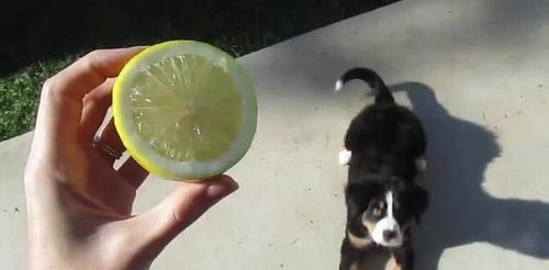 狗狗能吃柠檬吗 吃了柠檬会出现什么情况 关于柠檬和狗狗的关系