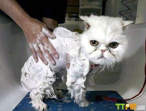 小猫用什么东西洗澡