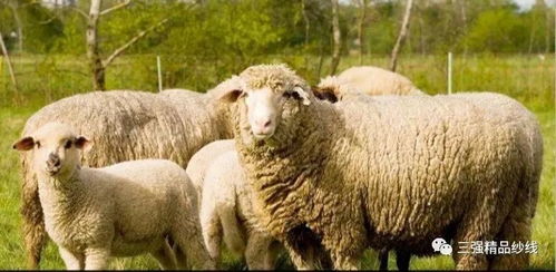 面料课堂 羊毛与羊绒的主要区别以及羊毛羊绒制品的鉴别方法
