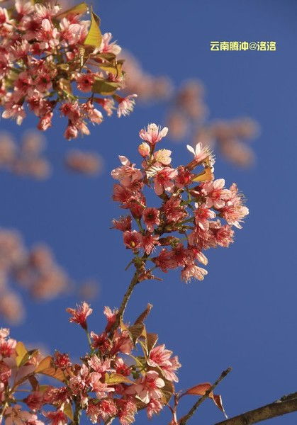 2017湖南植物园樱花节,2017湖南植物园樱花节时间 门票及交通指南
