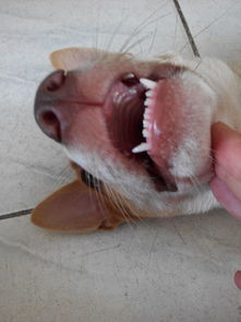 谁会看狗的年龄,看这只狗的牙齿,它有多大 