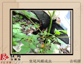 宽尾凤蝶是几级保护动物,燕尾凤蝶是保护动物吗？