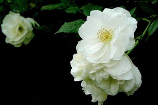 白蔷薇的花语文案,白蔷薇的话语是什么