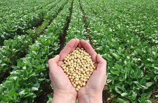 黄豆的种植时间及方法,黄豆的种植和收割方法