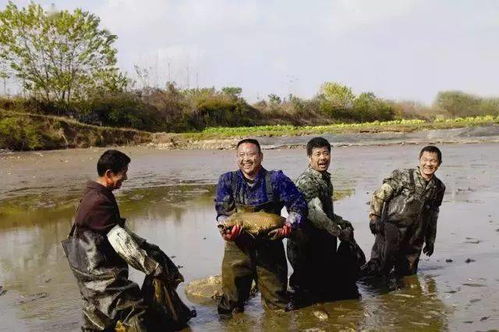 农村干鱼塘,场面太壮观,你还记得吗