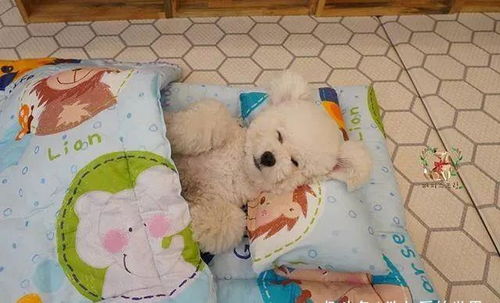 韩国狗狗幼儿园课程表曝光,原来它们上学不止打闹和睡觉