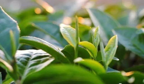 绿茶是热性还是凉性,十大凉性茶排行榜？