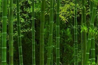 竹子的品种大全图解 10种常见的竹子品种