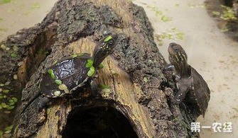 腊戌拟水龟和花草杂龟
