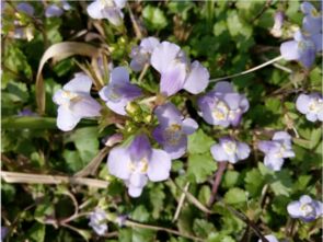 一种田野很常见的草本植物,淡蓝色花瓣,兜状 