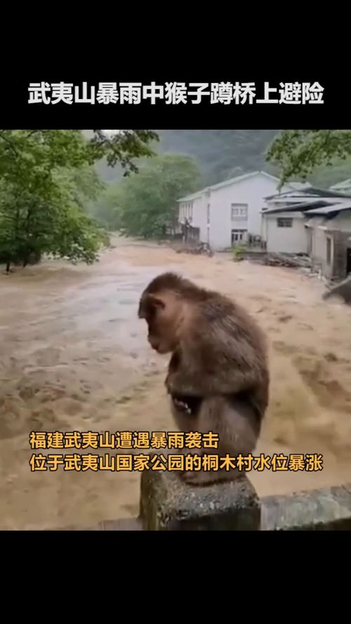 暴雨中猴子桥上避险(暴雨天气避险指南遇上暴雨天气怎么避险)