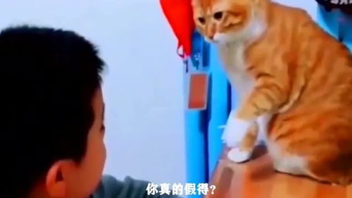 搞笑沙雕配音合集,小猫咪监督小铲屎官写作业操碎了心,承受了它不该承受的 