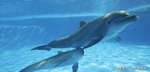 海豚是如何交配的 科学家 相当变态,它们竟然进化出了人类特征