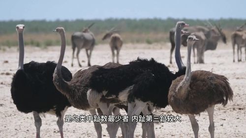 冷知识,鸵鸟是鸟类中唯一具有两个脚趾的鸟 