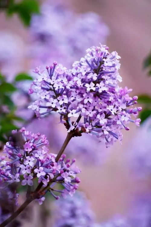 丁香花高清手机壁纸 搜狗图片搜索