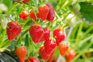 草莓种植技术:草莓不上色原因及解决办法,草莓叶子发红不长是怎么了