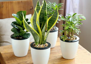 家中种植什么植物好 不同空间有不同的植物