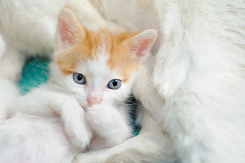 宠物托运知识 猫咪被 养得好 才有的5个特征
