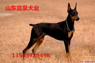 安徽省杜宾犬市场价格
