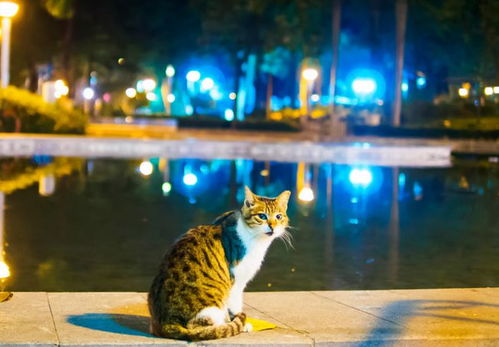 流浪猫跟着游客去爬山,本以为它是求收养,结果要的东西让人意外