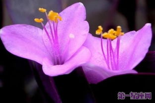 冬紫罗兰花语,冬紫罗兰的花语是什么