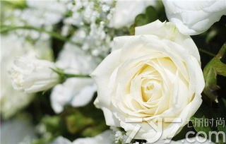 洋甘菊加白玫瑰花语,洋甘菊和白玫瑰的花语：纯净、坚强与希望